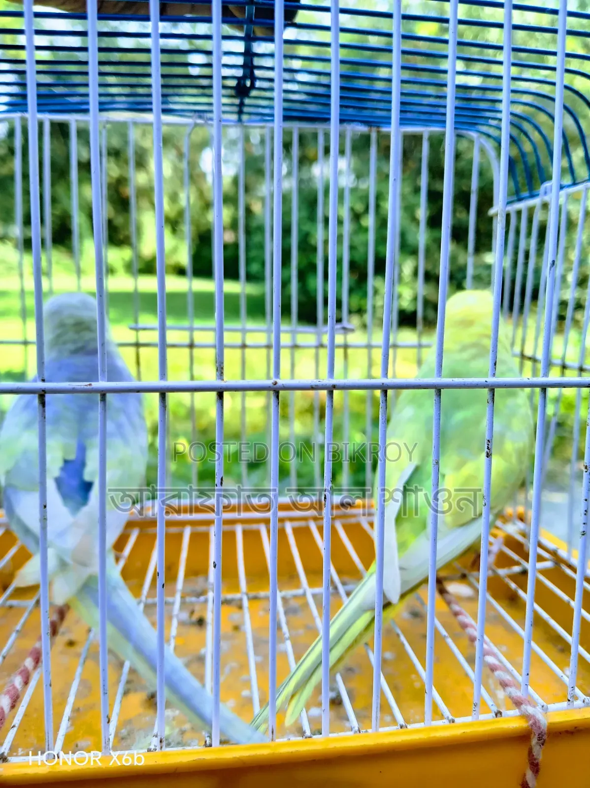A pair of rainbow budgerigar birds with one chick is for sale.