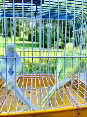 A pair of rainbow budgerigar birds with one chick is for sale.