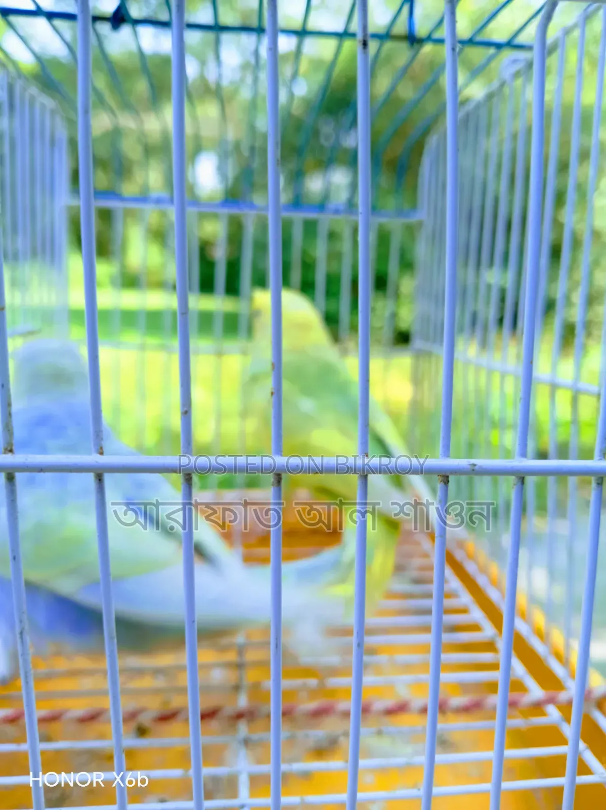 A pair of rainbow budgerigar birds with one chick is for sale.