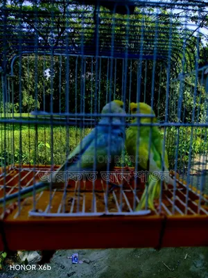 A pair of rainbow budgerigar birds with one chick is for sale.