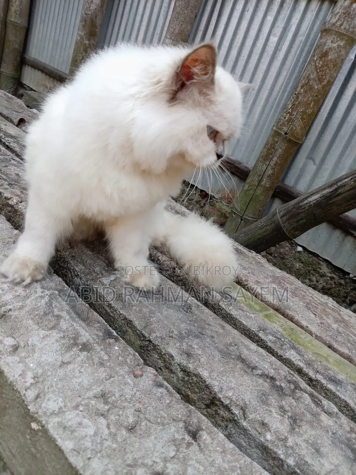 6-12 Months Female Purebred Persian Cat
