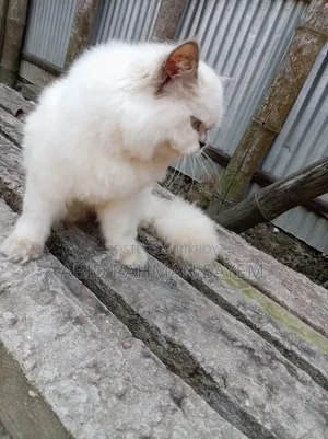 6-12 Months Female Purebred Persian Cat
