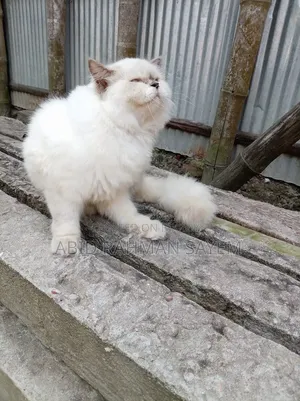 6-12 Months Female Purebred Persian Cat