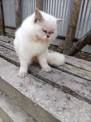 6-12 Months Female Purebred Persian Cat