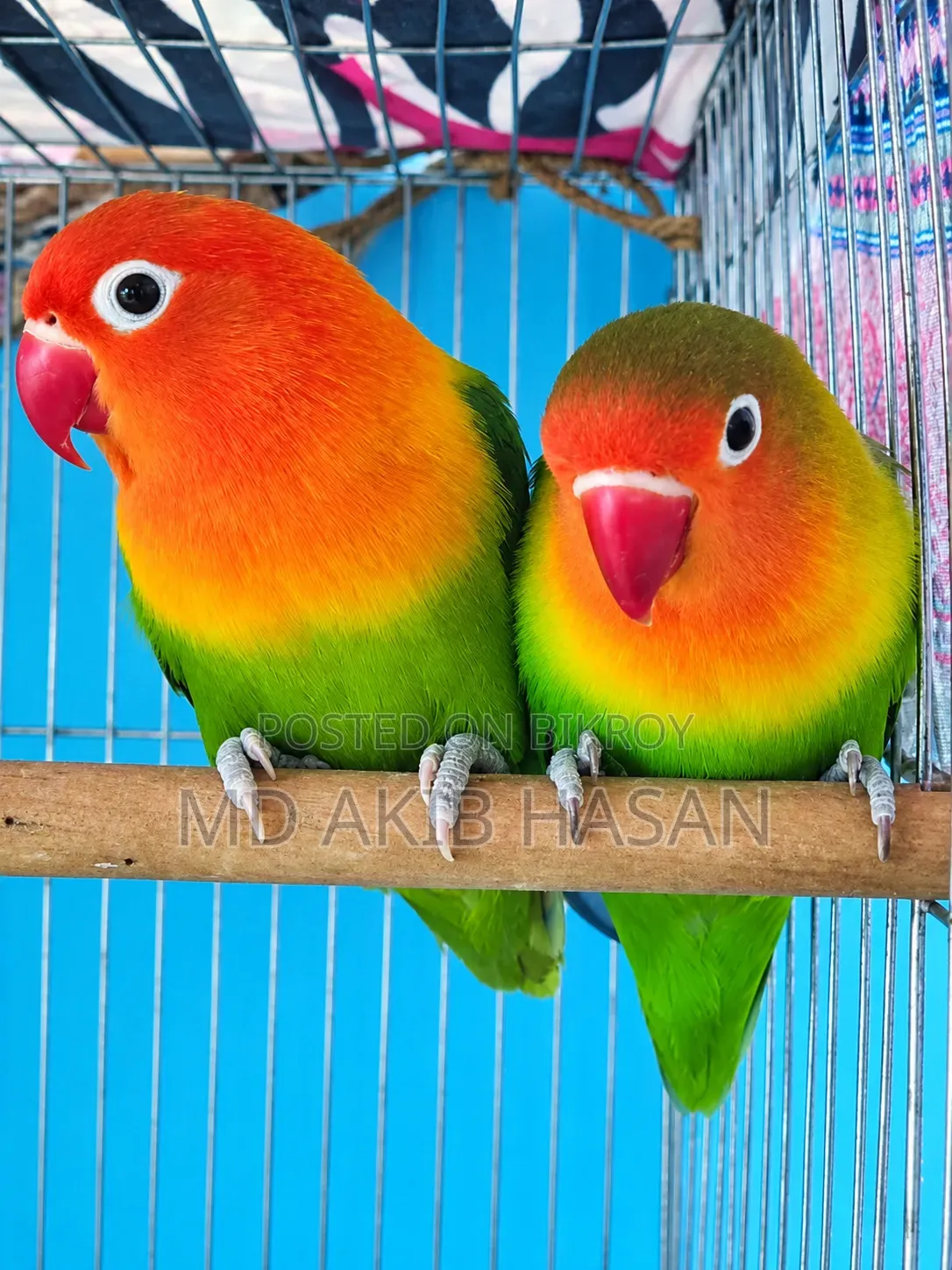 Love Birds