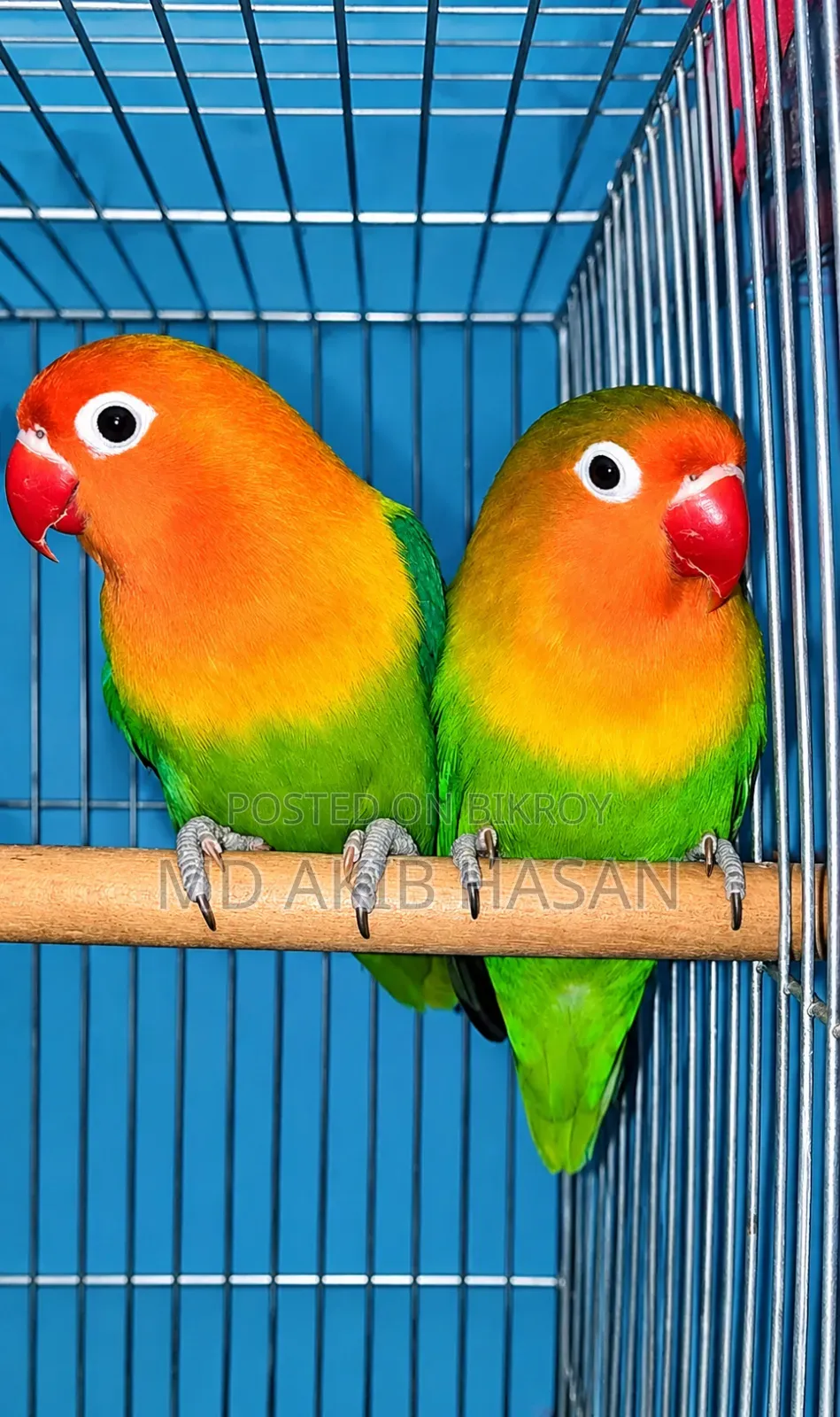 Love Birds
