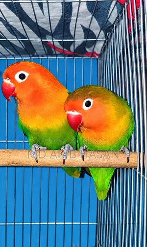 Love Birds