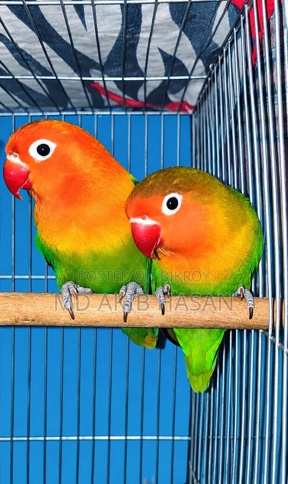 Love Birds