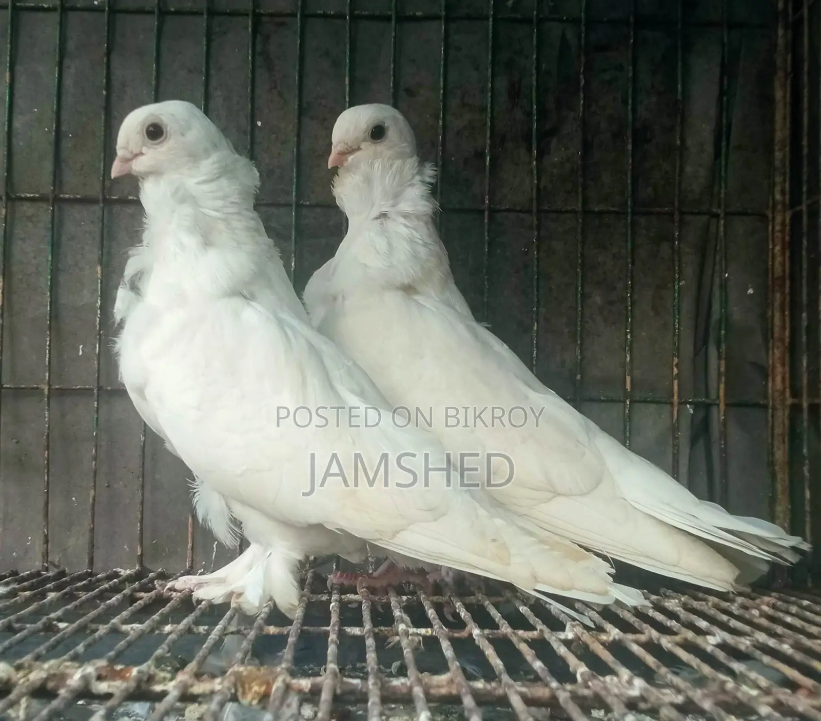 Owl Pigeon