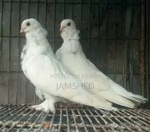 Owl Pigeon
