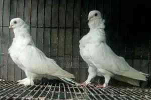 Owl Pigeon