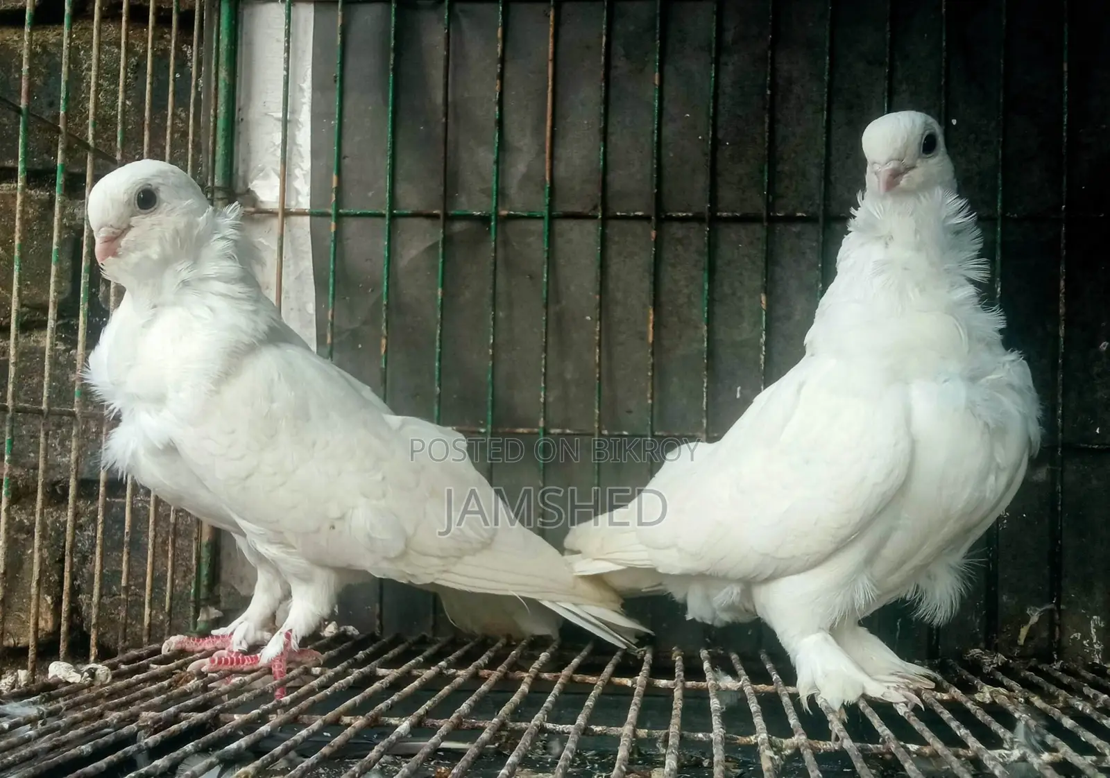 Owl Pigeon