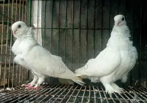 Owl Pigeon