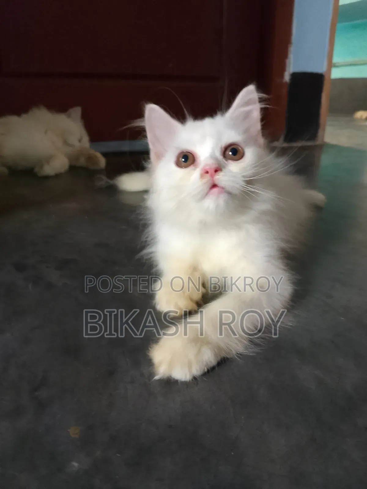 1-3 months Female Purebred Persian
