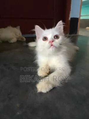 1-3 months Female Purebred Persian