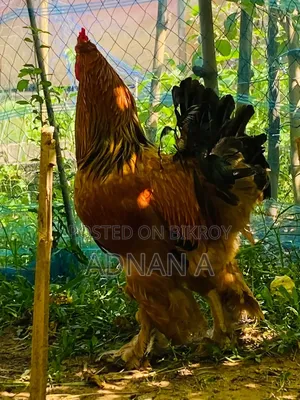 Brahma Rooster