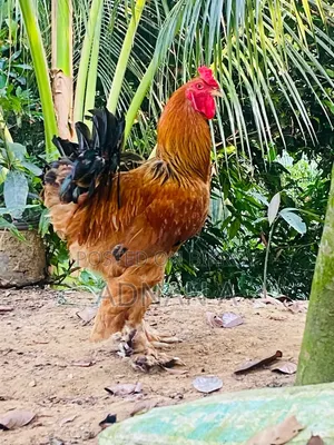 Brahma Rooster