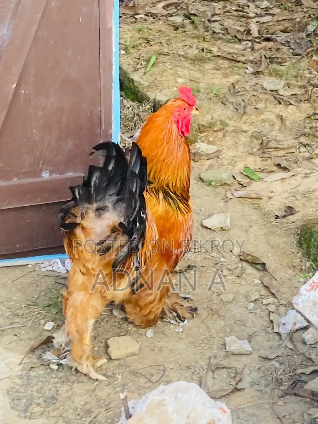 Brahma Rooster