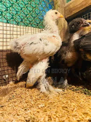ব্রহ্মা চিকেন