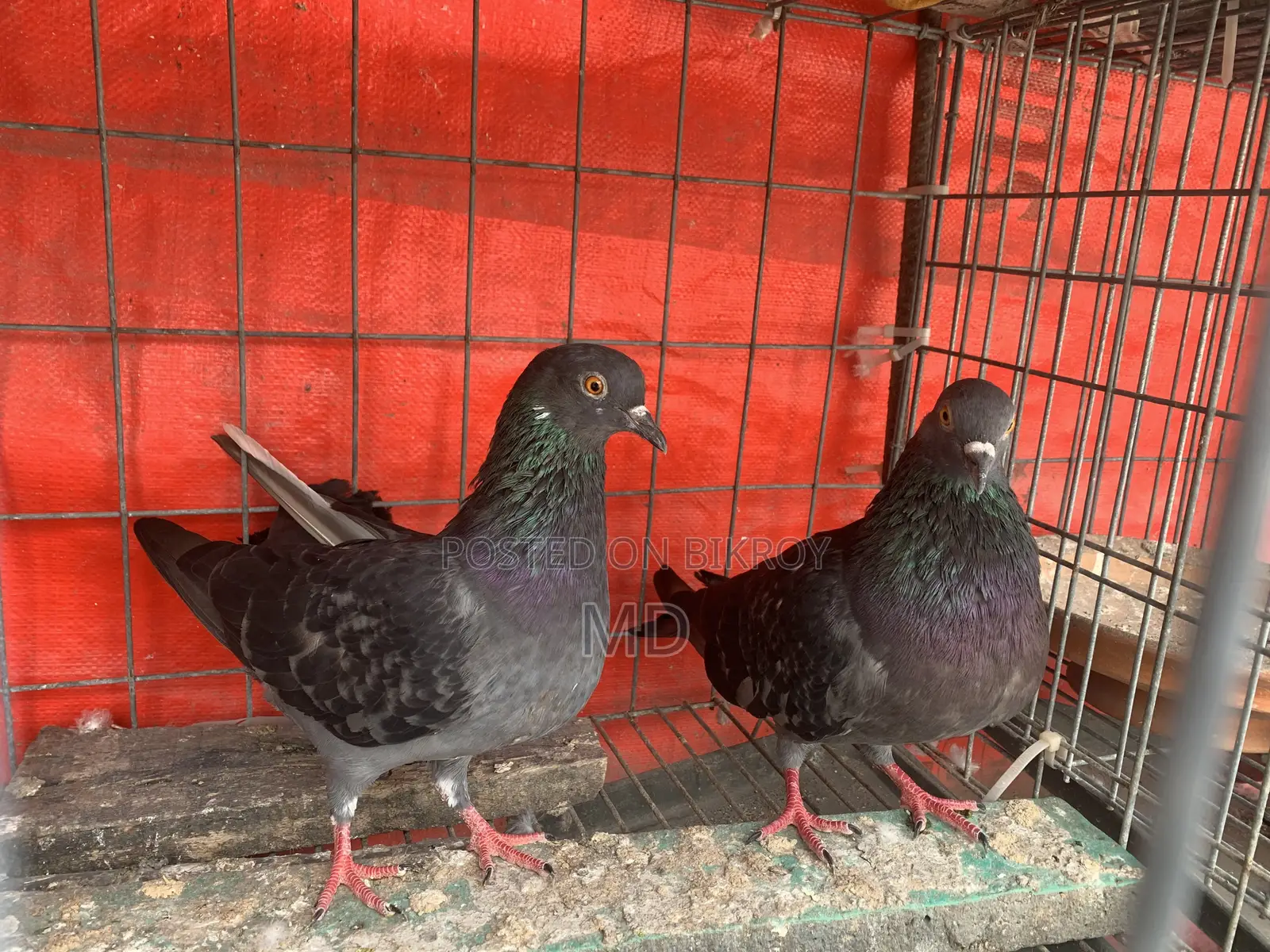 Desi Pigeon