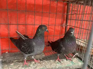 Desi Pigeon
