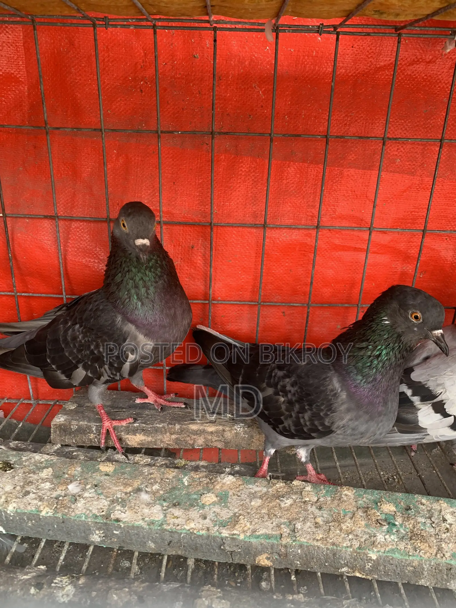 Desi Pigeon