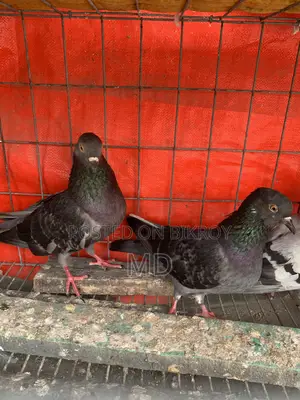 Desi Pigeon