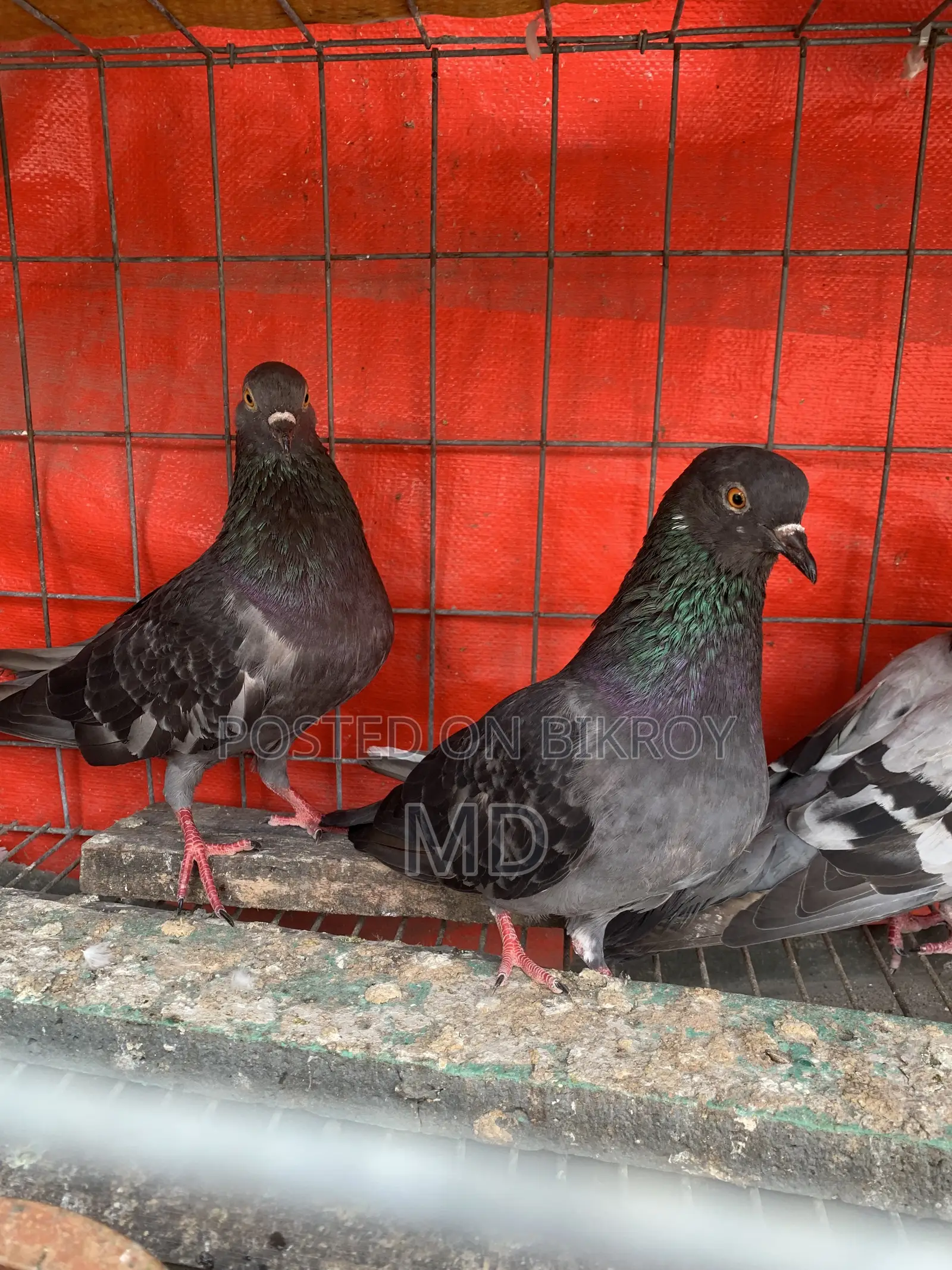 Desi Pigeon