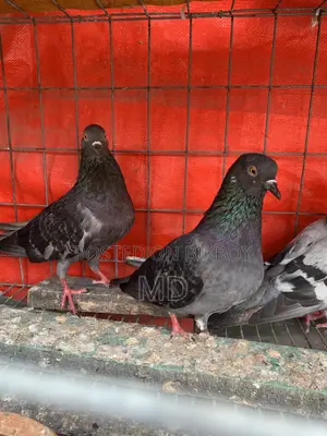 Desi Pigeon