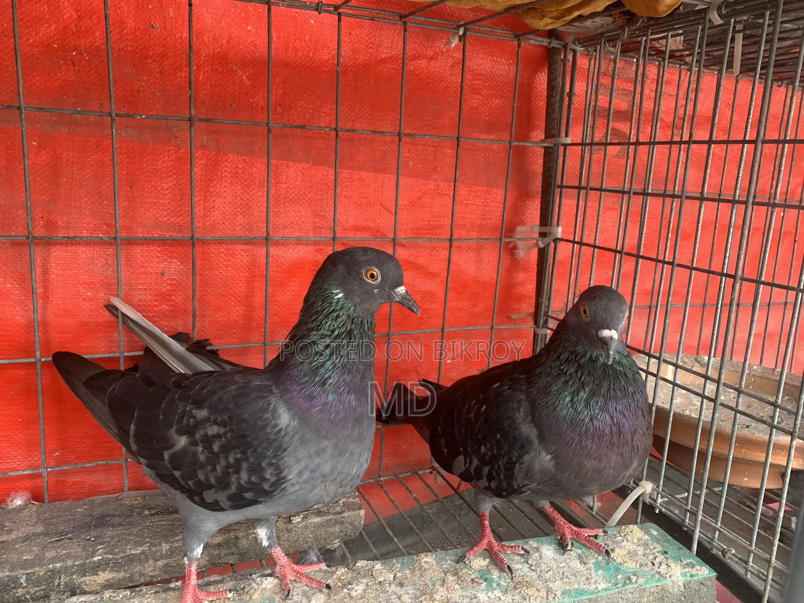 Desi Pigeon