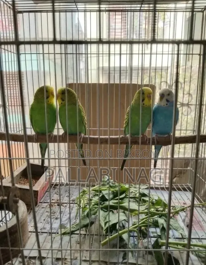 Completely Healthy, Active 2 Pairs of Budgie Birds Will Be Sold.