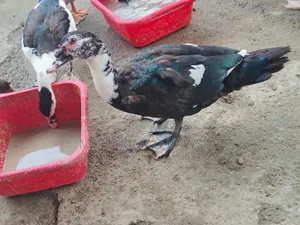 Muscovy duck for sale