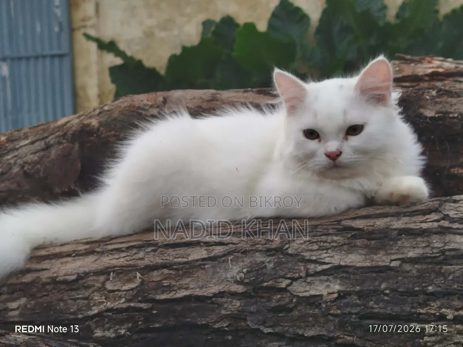 3-6 Months Female Purebred Persian Cat