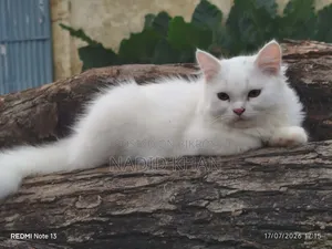 3-6 Months Female Purebred Persian Cat