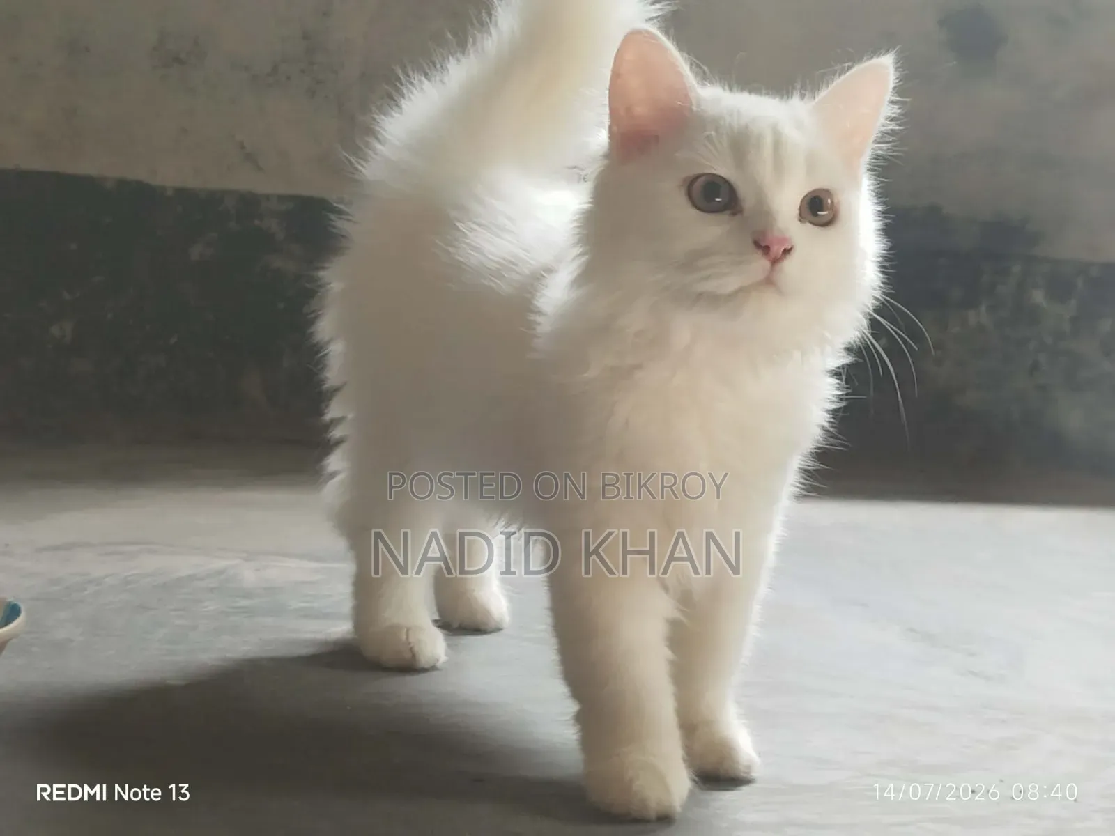3-6 Months Female Purebred Persian Cat