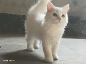 3-6 Months Female Purebred Persian Cat