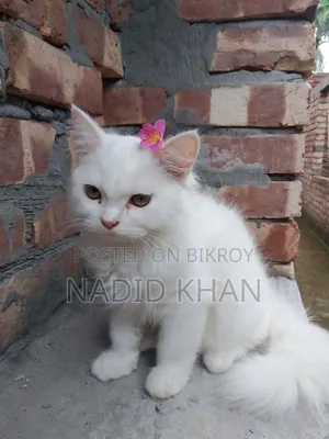 3-6 Months Female Purebred Persian Cat