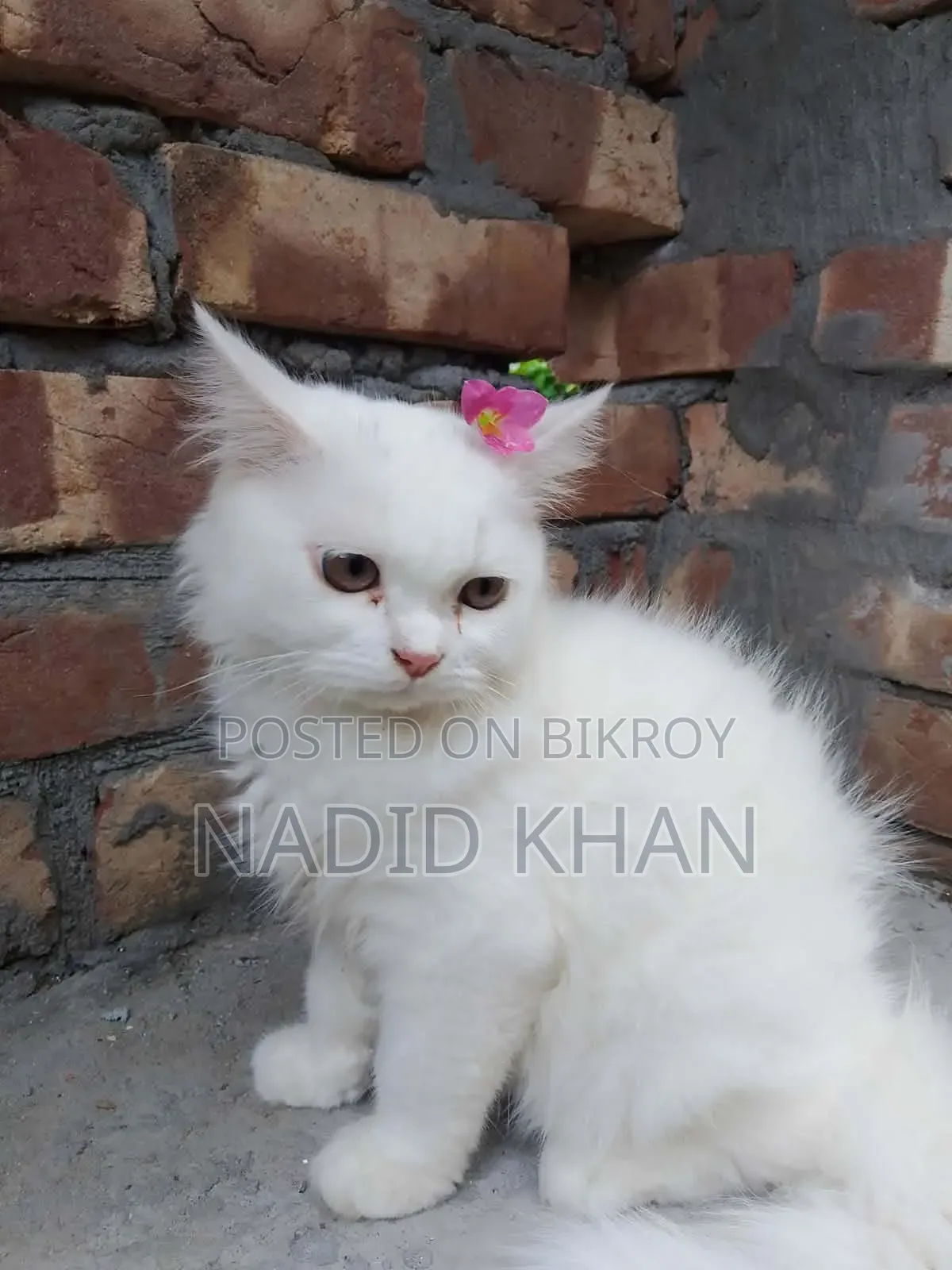 3-6 Months Female Purebred Persian Cat