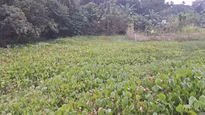 সুন্দর ও মনোরম পরিবেশে তিন কাটা জায়গা বিক্রি হবে