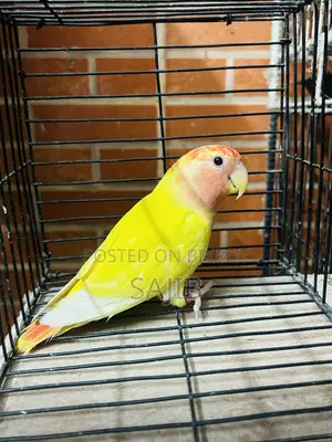Lovebirds Red Head Lutino Opaline