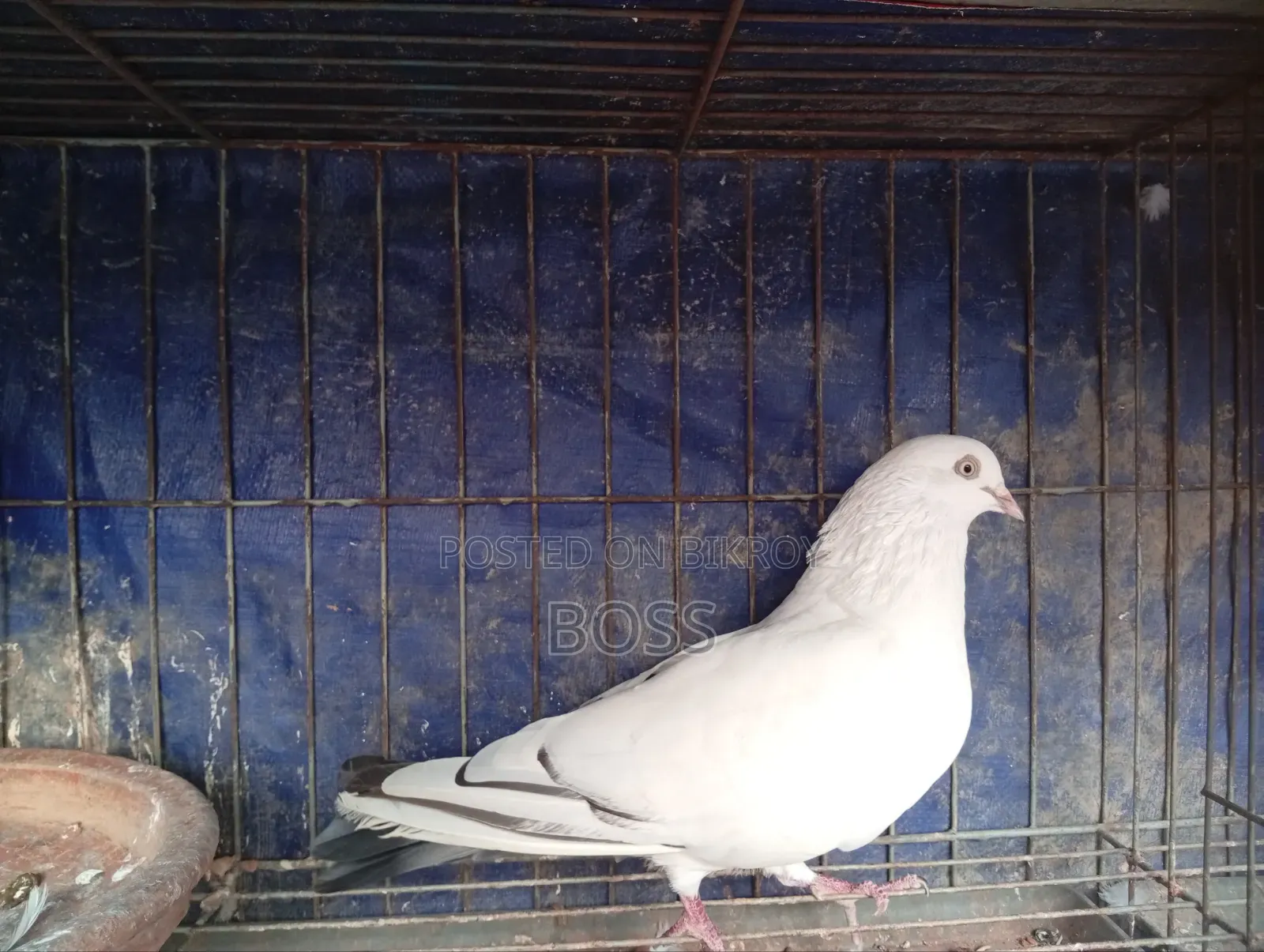 Good Running Some Male pigeon