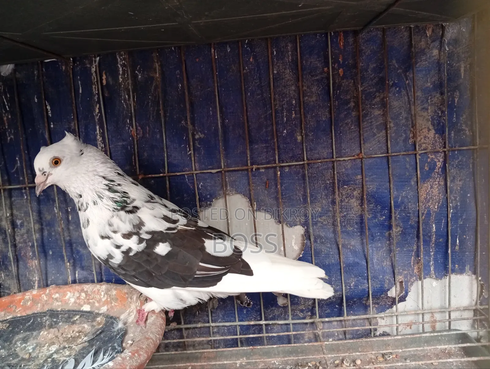 Good Running Some Male pigeon