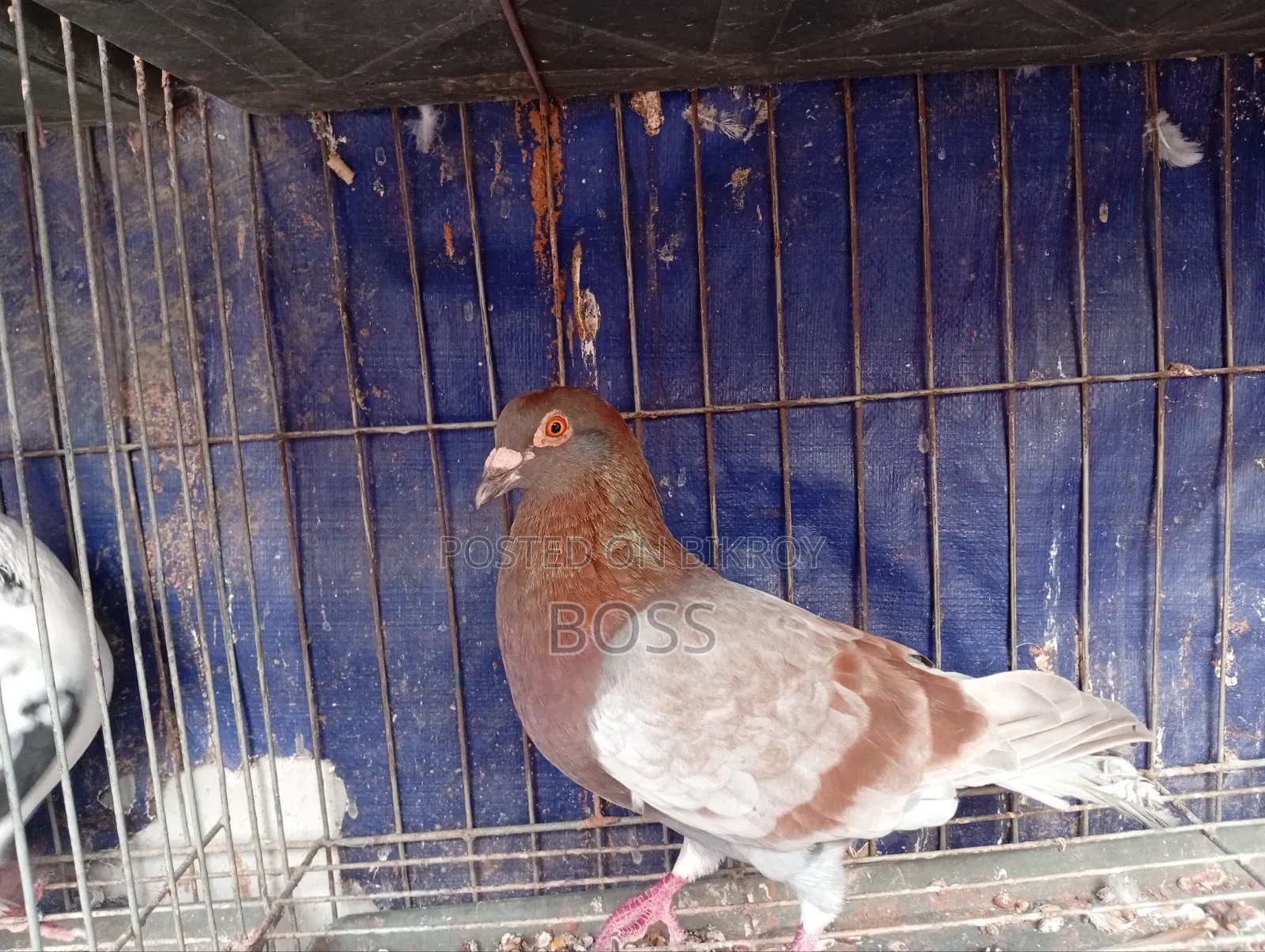 Good Running Some Male pigeon