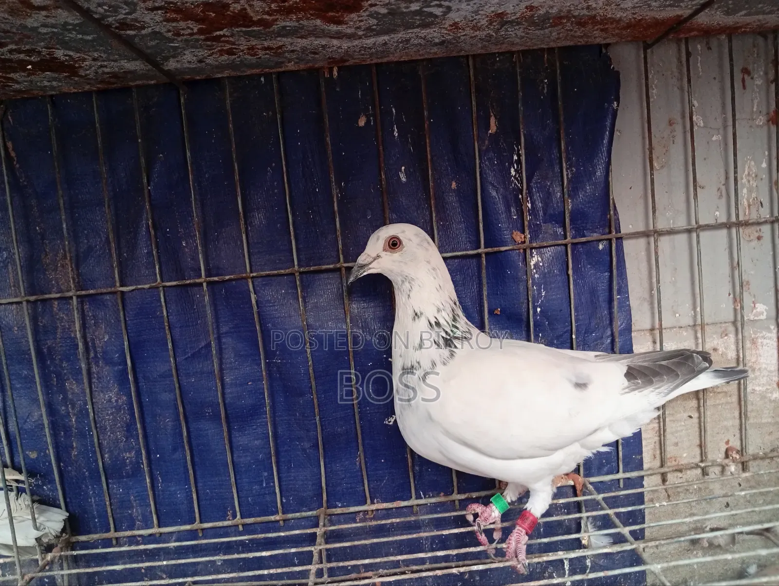 Good Running Some Male pigeon