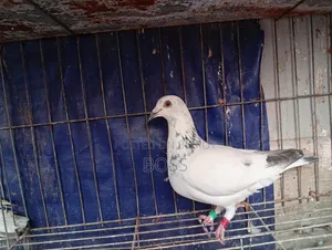 Good Running Some Male pigeon