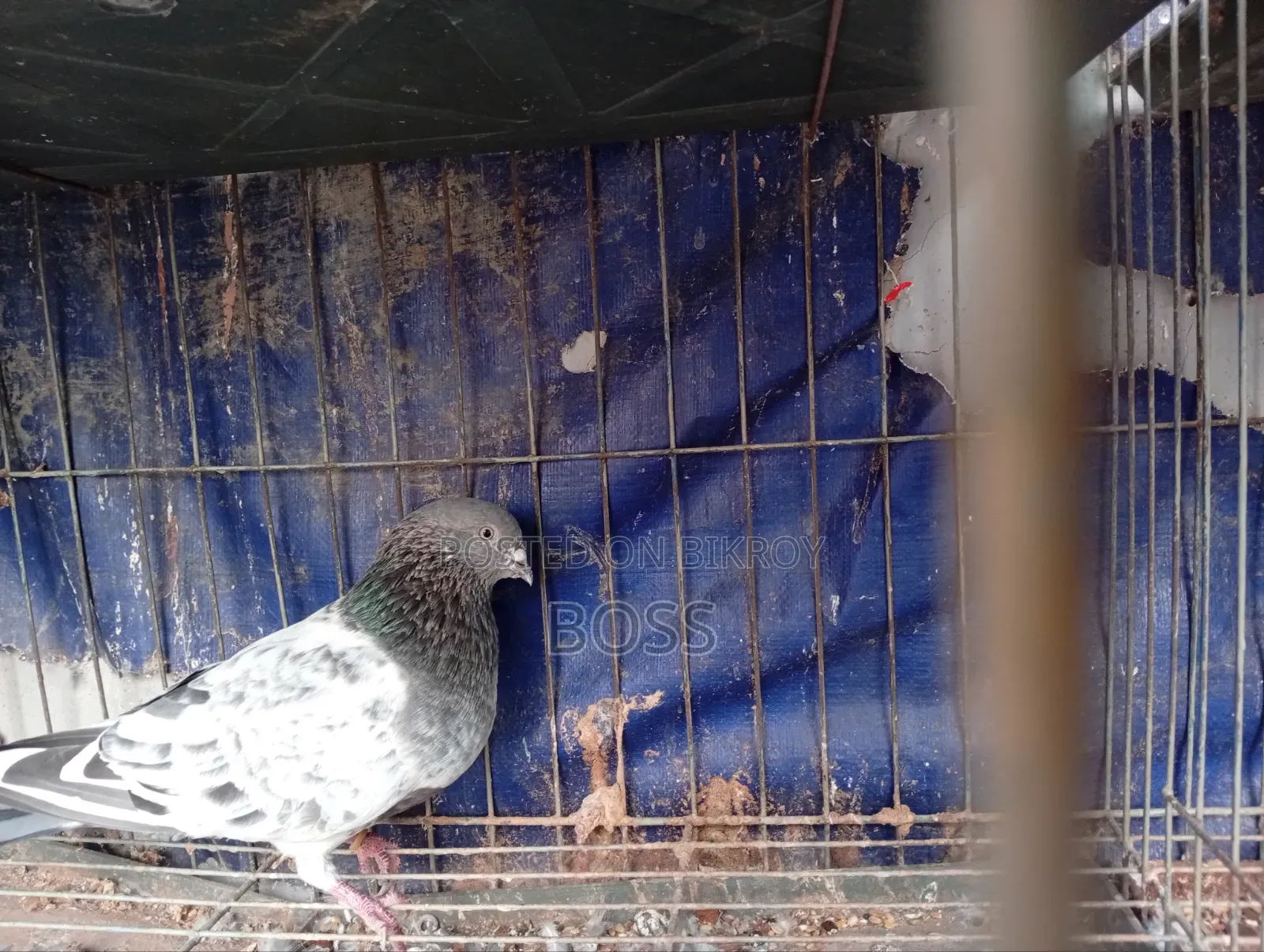 Good Running Some Male pigeon