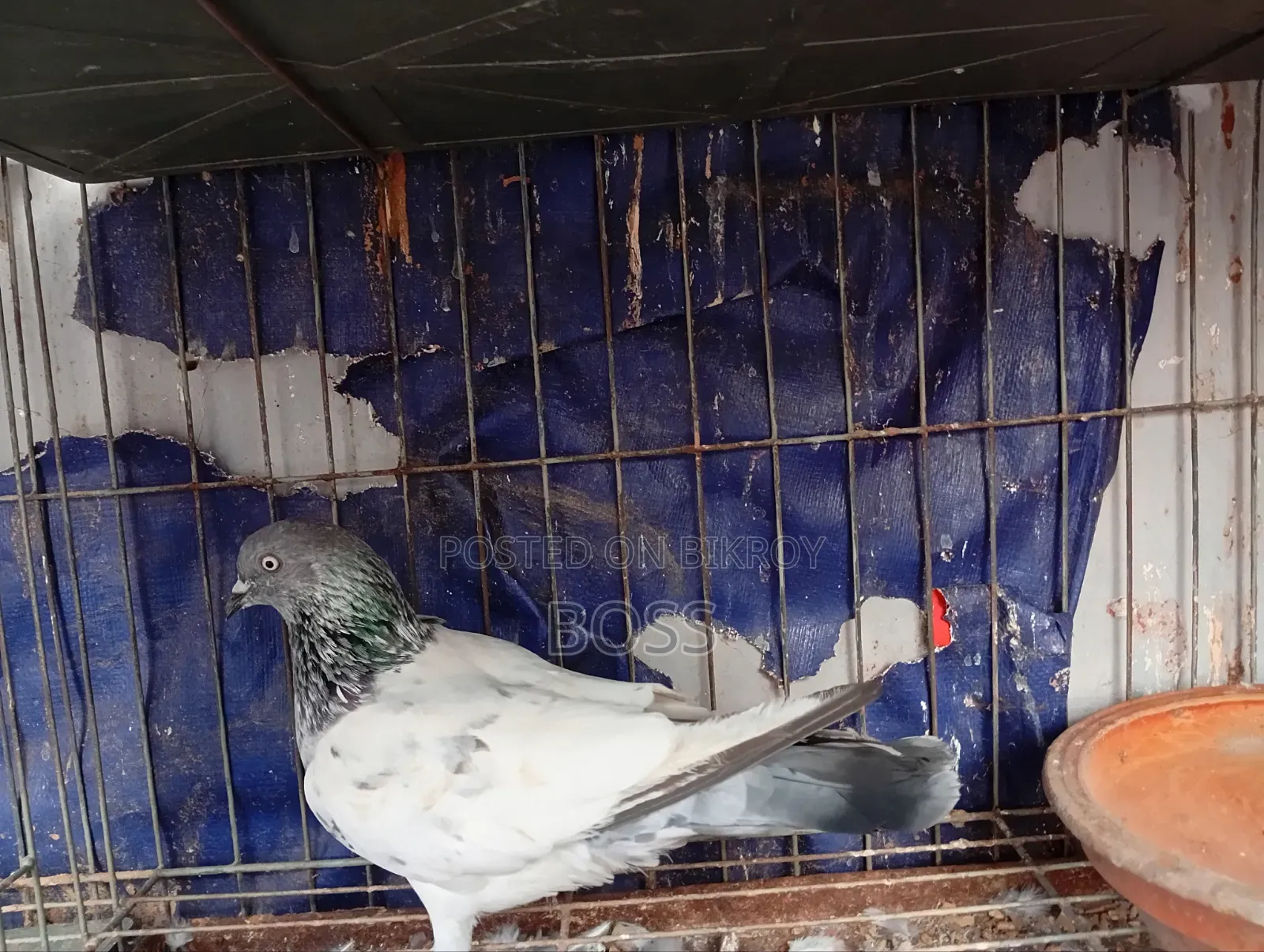 Good Running Some Male pigeon