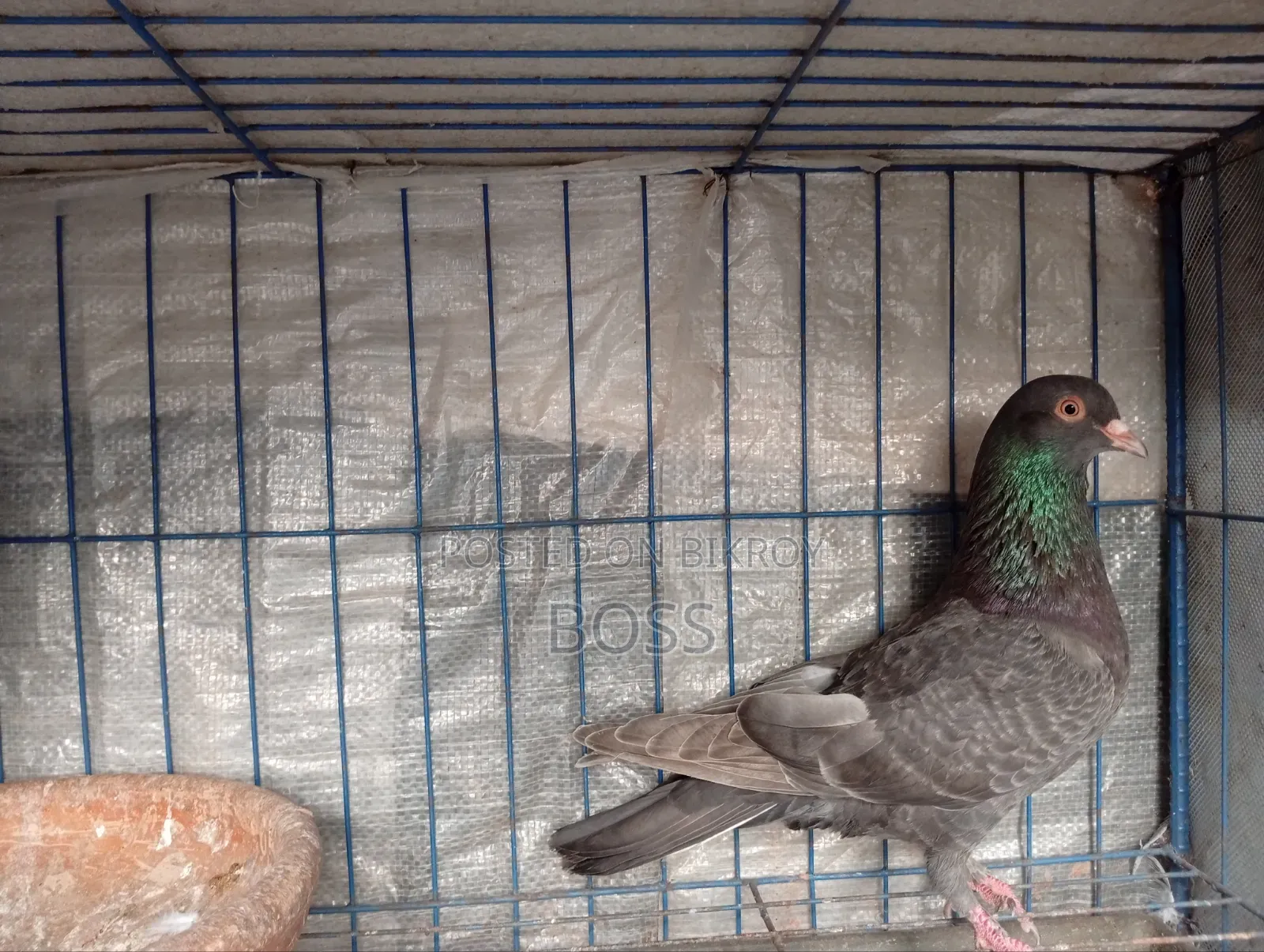 Good Running Some Male pigeon