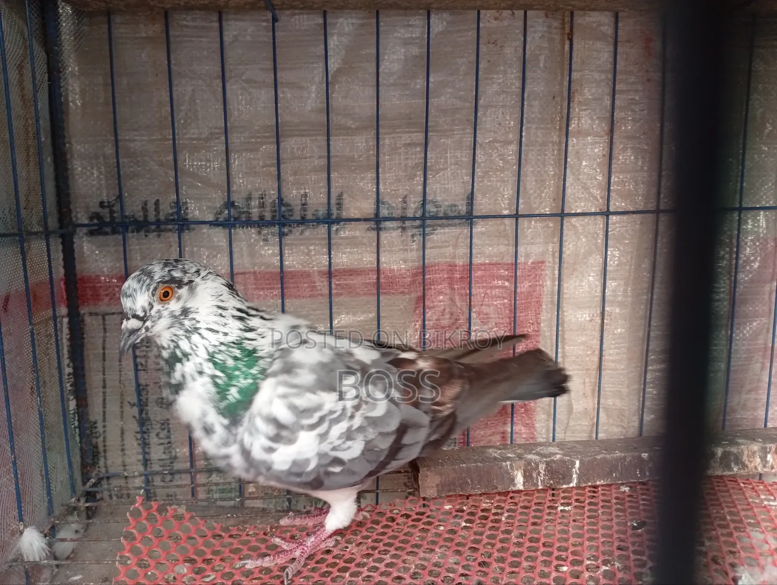 Good Running Some Male pigeon