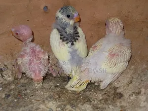 3 Budgerigar chicks for sale.